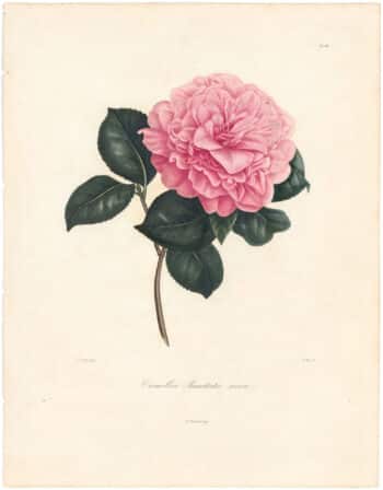 Berlese Pl. 66, Camellia Masterii