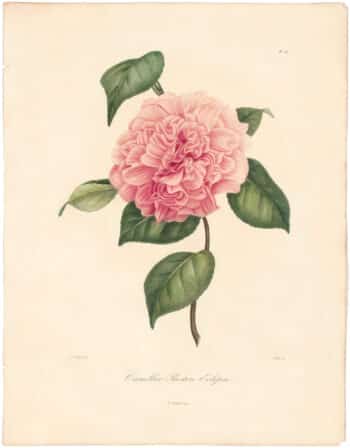 Berlese Pl. 70, Camellia Preston's Eclipse