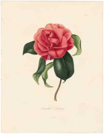 Berlese Pl. 73, Camellia Dilecta