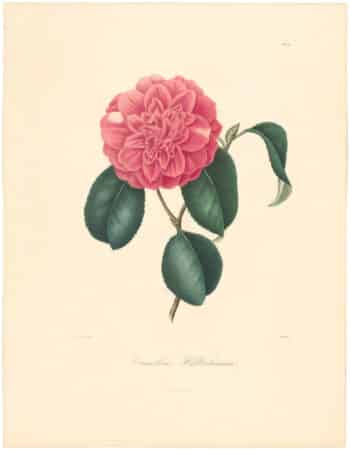 Berlese Pl. 74, Camellia Wilbrohamia