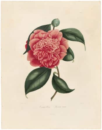 Berlese Pl. 75, Camellia Serica Vera