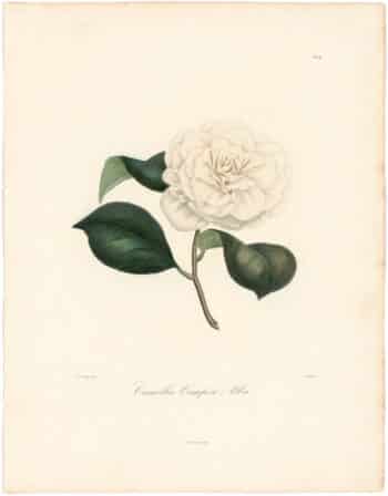 Berlese Pl. 76, Camellia Campsii Alba