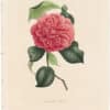 Berlese Pl. 81, Camellia Rossii