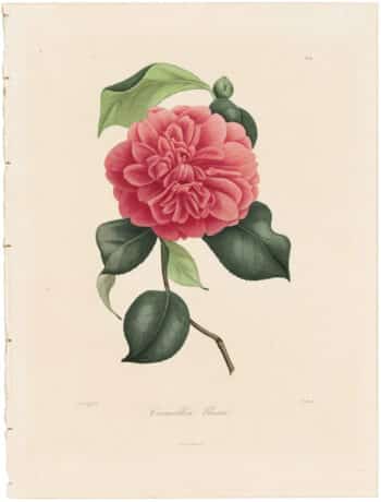 Berlese Pl. 81, Camellia Rossii