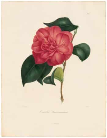 Berlese Pl. 83, Camellia Lanxeseuriana