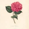 Berlese Pl. 85, Camellia Brocksiana