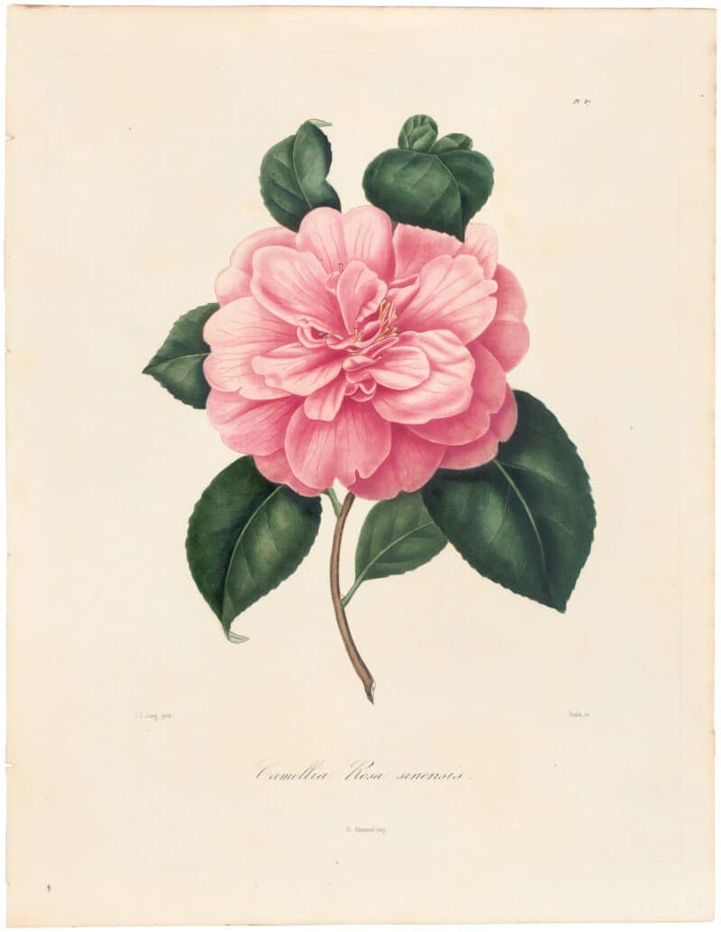 Berlese Pl. 87, Camellia Rosa sinensis