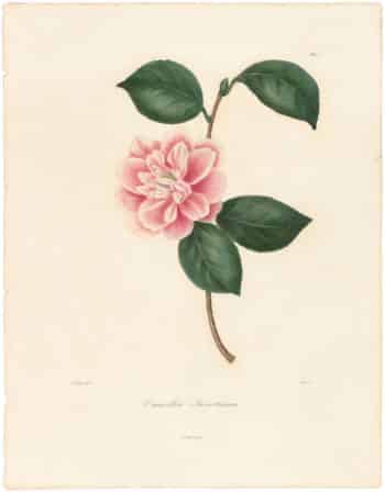 Berlese Pl. 91, Camellia Sweetiana