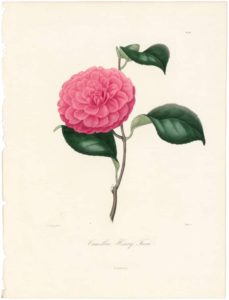 Berlese Pl. 98, Camellia Favre (Henri)