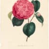 Berlese Pl. 100, Camellia Leana superba