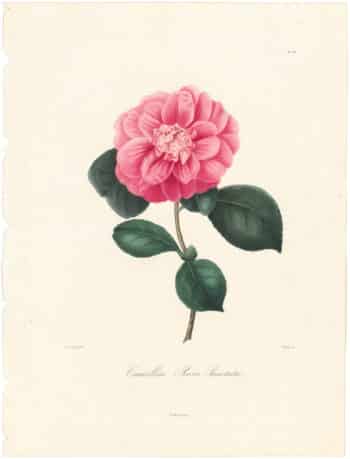 Berlese Pl. 102, Camellia Rosa Puncata