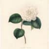 Berlese Pl. 108, Camellia Lineata