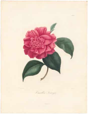 Berlese Pl. 122, Camellia Fastergii ou Fosterii