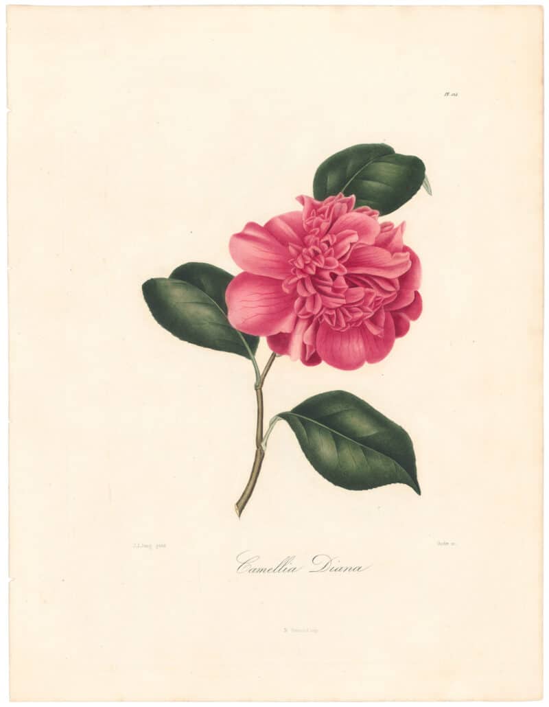 Berlese Pl. 124, Camellia Diana