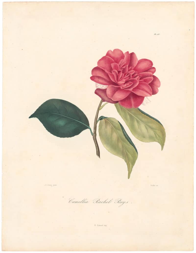 Berlese Pl. 133, Camellia Rachel Ruys