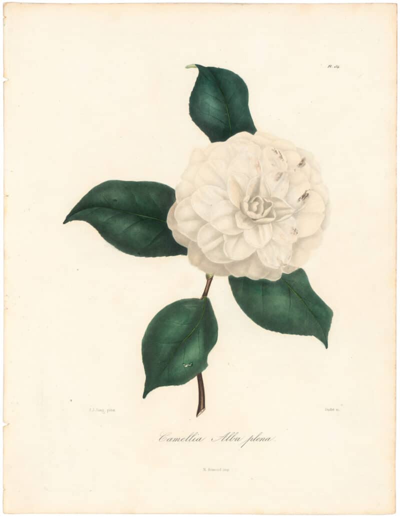 Berlese Pl. 134, Camellia Alba Plena