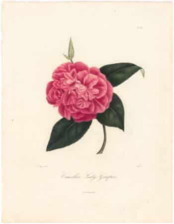Berlese Pl. 135, Camellia Lady Grafton