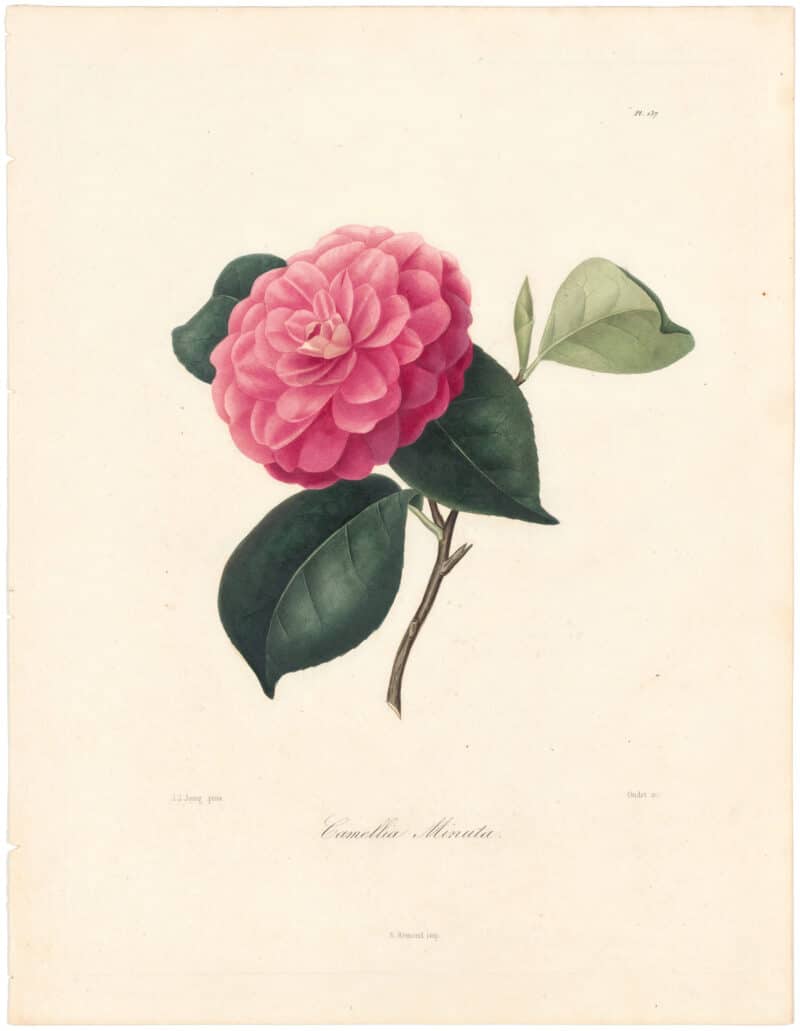 Berlese Pl. 137, Camellia Minuata