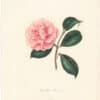 Berlese Pl. 138, Camellia Venosa