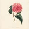 Berlese Pl. 145, Camellia Landrethu