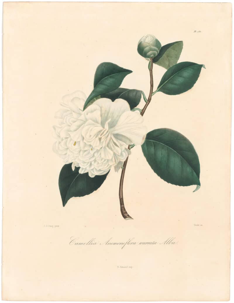 Berlese Pl. 150, Camellia Anemoneflora Warratah