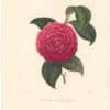 Berlese Pl. 152, Camellia Francofurtensis ou Dark...