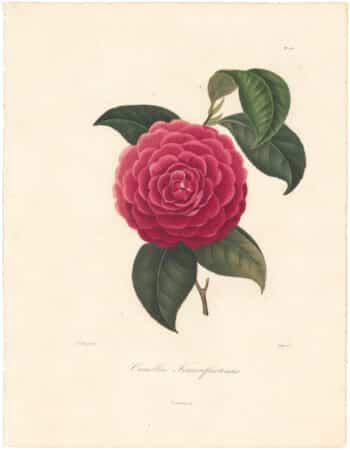 Berlese Pl. 152, Camellia Francofurtensis ou Dark...