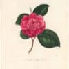 Berlese Pl. 154, Camellia Mile Endi