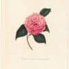 Berlese Pl. 156, Camellia Elata Cunnighamii