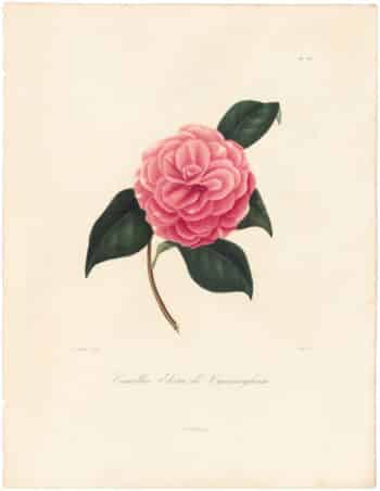 Berlese Pl. 156, Camellia Elata Cunnighamii