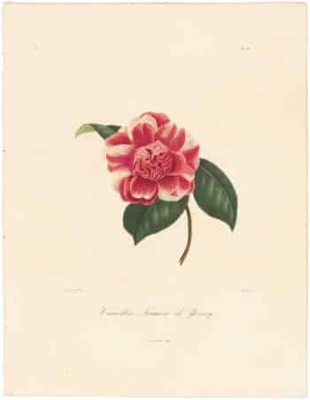 Berlese Pl. 157, Camellia Fromosa de Young