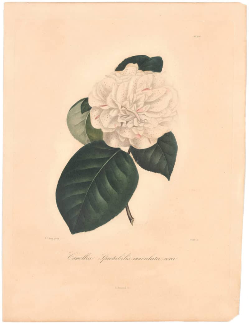 Berlese Pl. 158, Camellia Spectabilis maculata vera