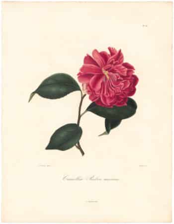 Berlese Pl. 161, Camellia Rubra maxima