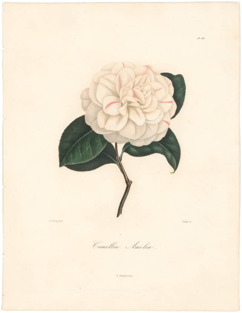 Berlese Pl. 163, Camellia Ameliae