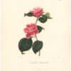 Berlese Pl. 168, Camellia Punicaeflora