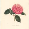 Berlese Pl. 170, Camellia Youngii