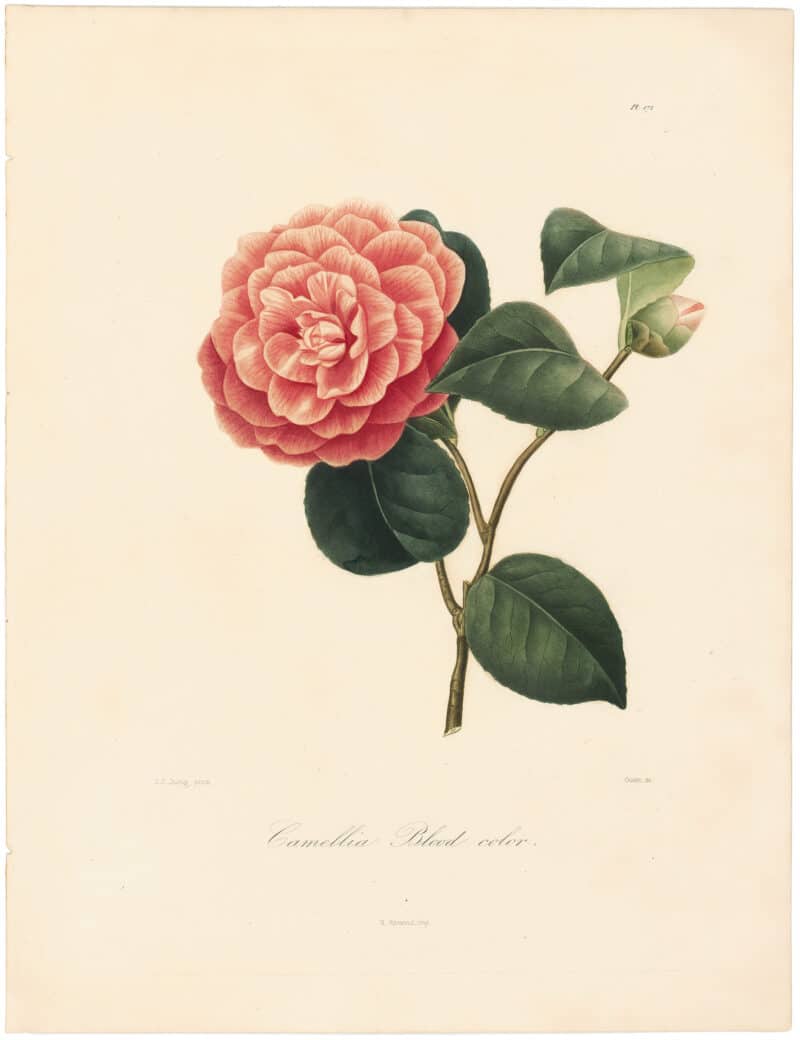 Berlese Pl. 172, Camellia Blood Colored