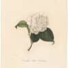 Berlese Pl. 173, Camellia Maria Dorthea