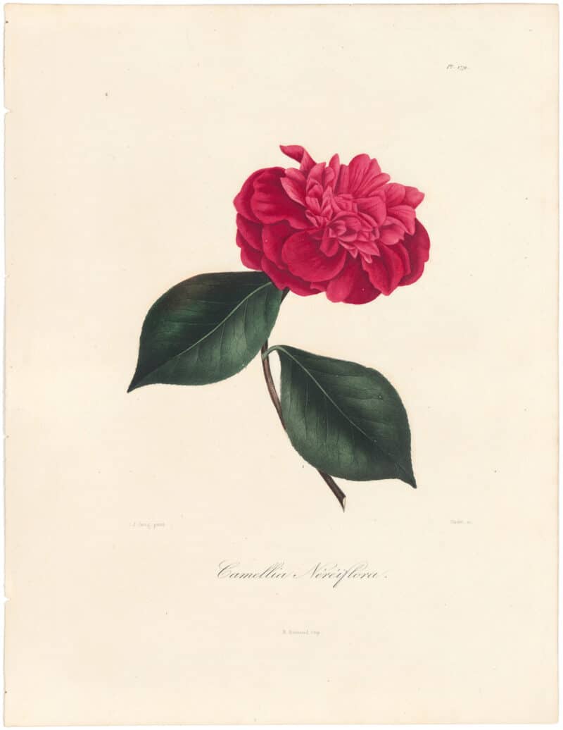 Berlese Pl. 179, Camellia Meriflora