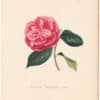 Berlese Pl. 180, Camellia Dahliaeflora Ignea ou...