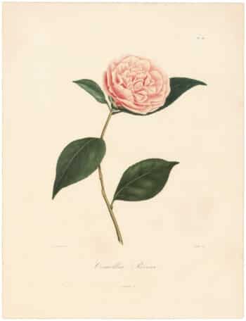 Berlese Pl. 181, Camellia Revisa