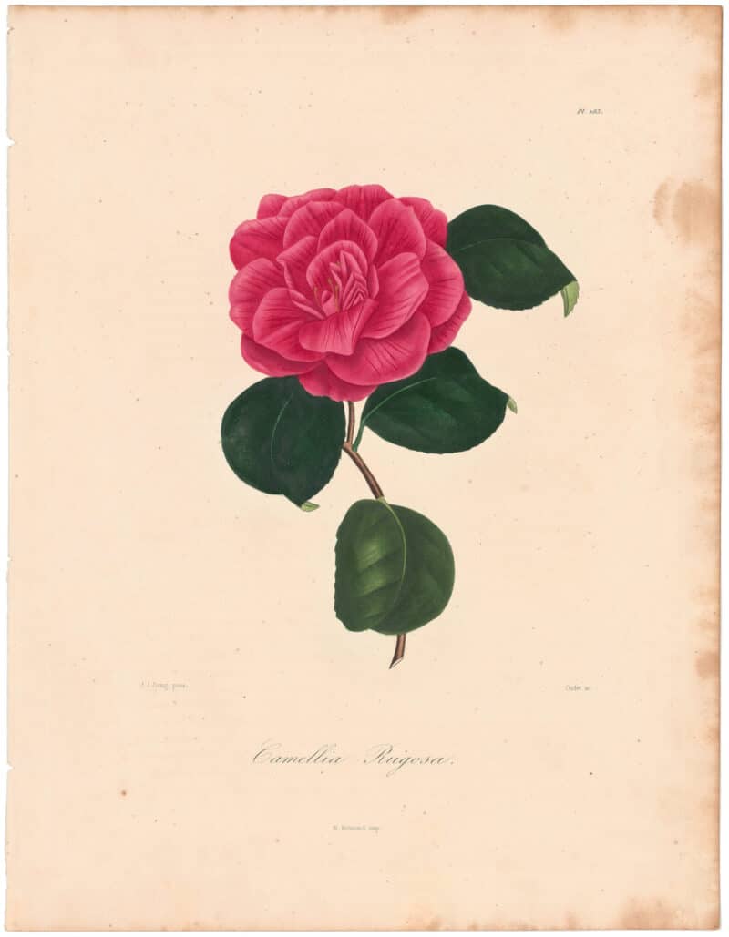 Berlese Pl. 183, Camellia Rugosa