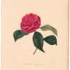 Berlese Pl. 185, Camellia Egertonia