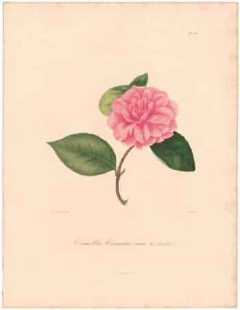Berlese Pl. 187, Camellia Coronata Vera de Londres