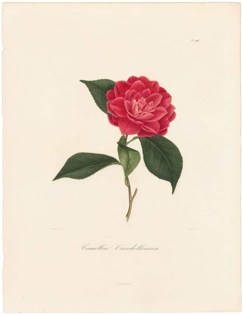 Berlese Pl. 192, Camellia Candolleana