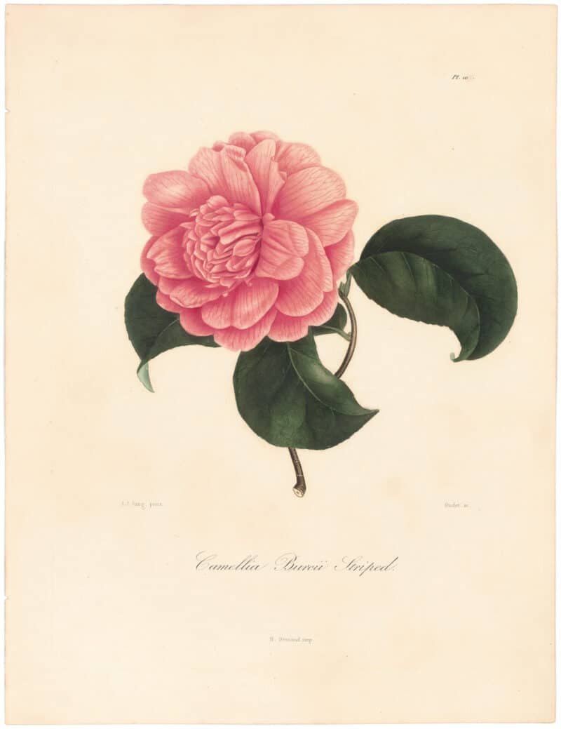 Berlese Pl. 193, Camellia Burcii Striped