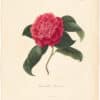 Berlese Pl. 195, Camellia Browni