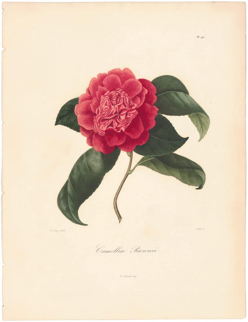 Berlese Pl. 195, Camellia Browni