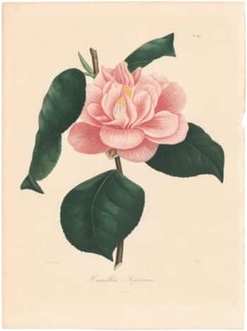 Berlese Pl. 197, Camellia Sophiana