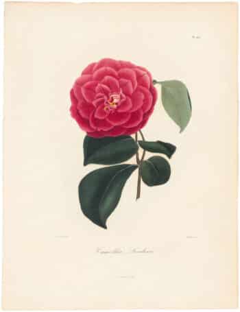 Berlese Pl. 200, Camellia Leodora